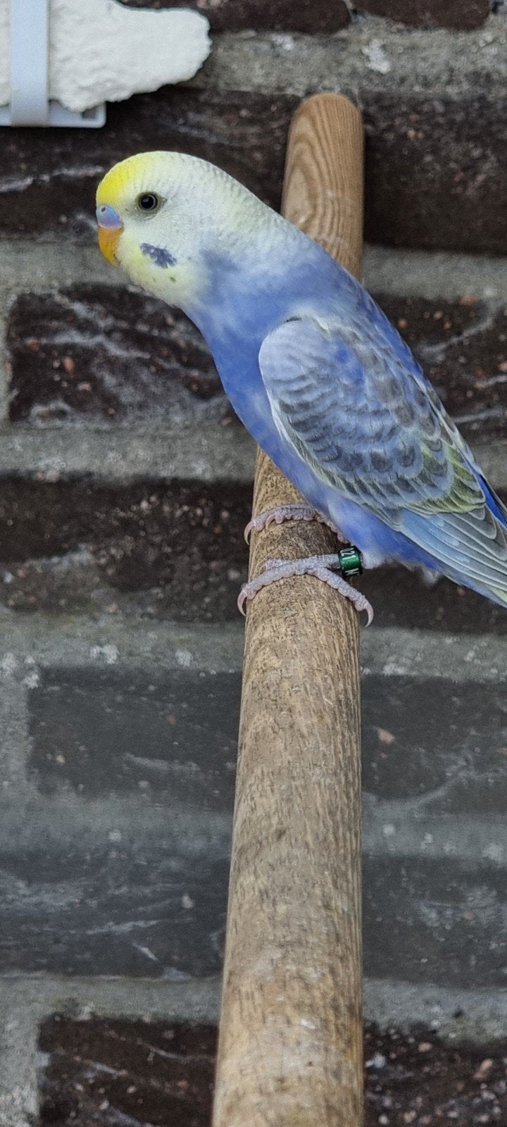 Jonge regenboog grasparkiet, Dieren en Toebehoren, Vogels | Parkieten en Papegaaien, Meerdere dieren, Parkiet