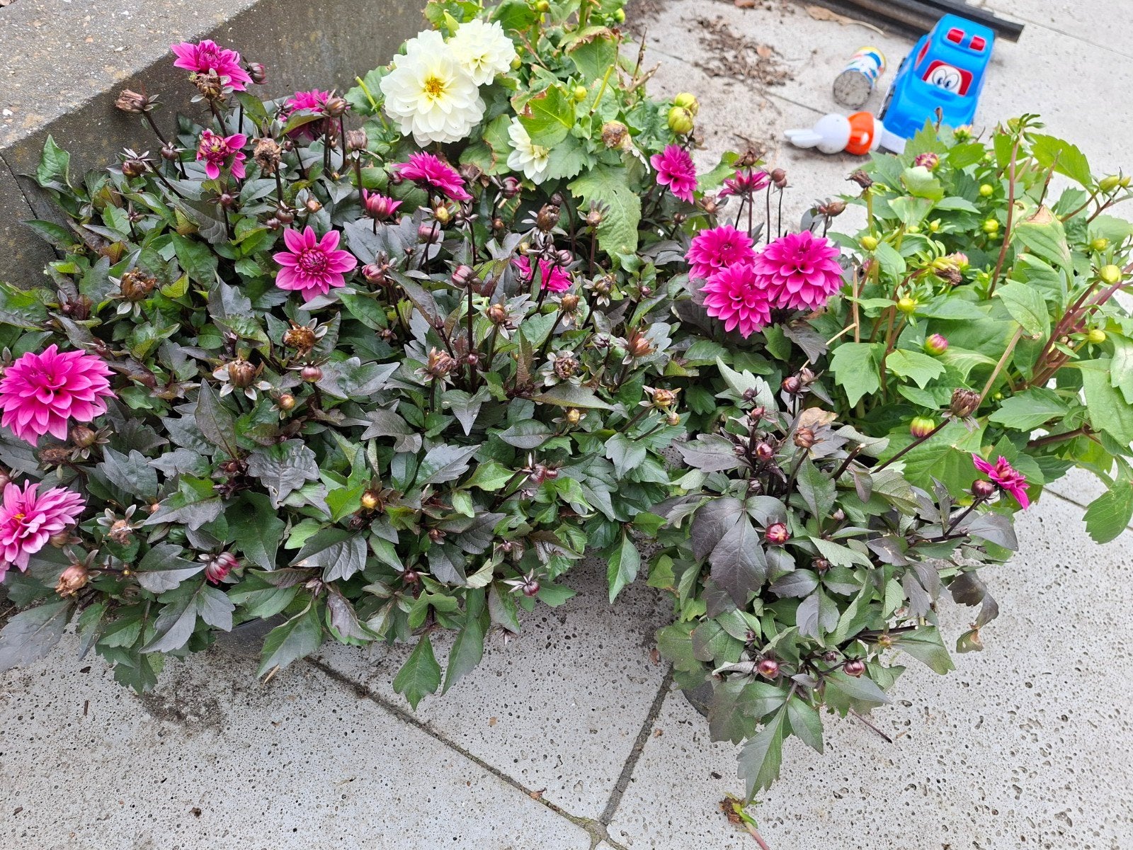Prachtige Dahlia's in pot - Roze en Wit, Ophalen of Verzenden, Overige soorten, Volle zon