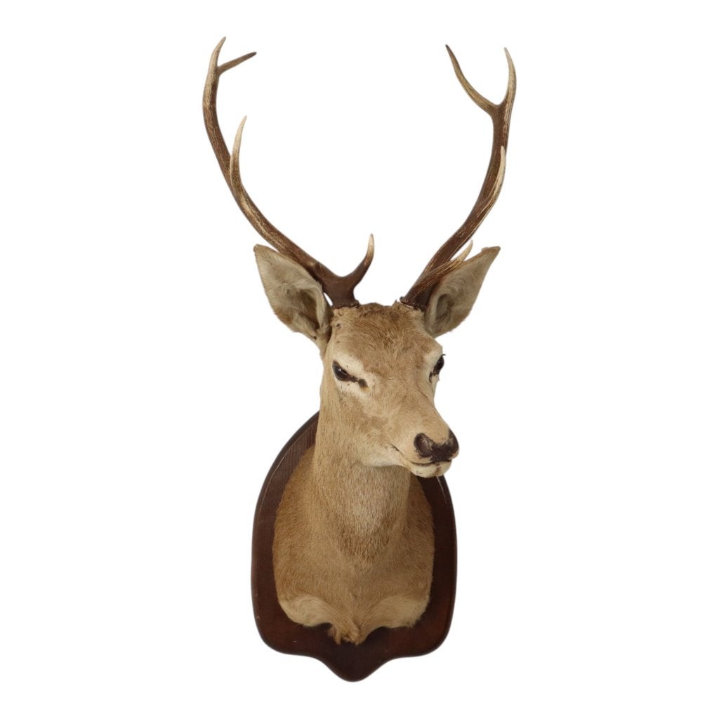 Oude Hertenkop Opgezet Edelhert Met Gewei 8-Ender Taxidermie, Verzamelen, Dierenverzamelingen, Ophalen, Gebruikt, Hert, Gewei of Kop