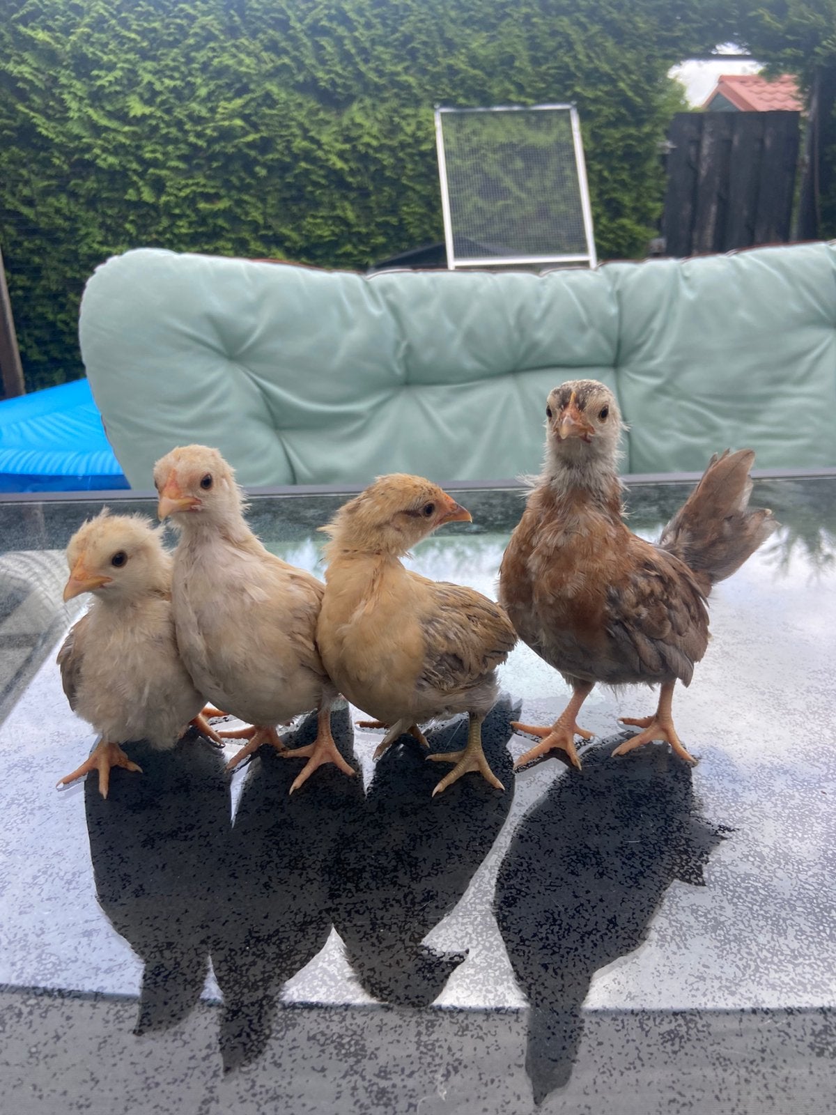 4 serama hennetjes, Dieren en Toebehoren, Pluimvee, Kip, Vrouwelijk