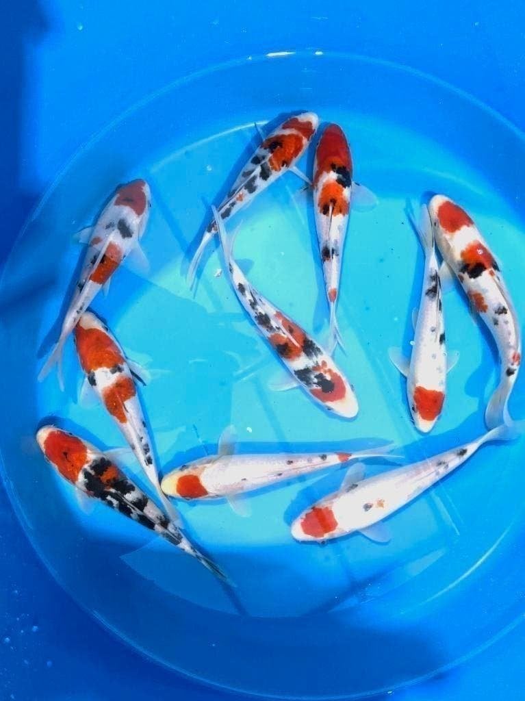 Jumbo Nisai Van de Japanse koikweker Marusei, keus uit 1000, Karper of Koi