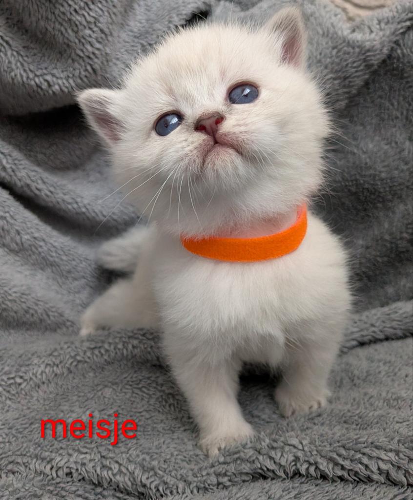 Ragdoll kittens 100% ragdoll, Meerdere dieren, Langharig, 0 tot 2 jaar