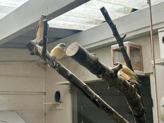 Gould amedines ( 3 x ), Dieren en Toebehoren, Geslacht onbekend, Dwergpapegaai of Agapornis