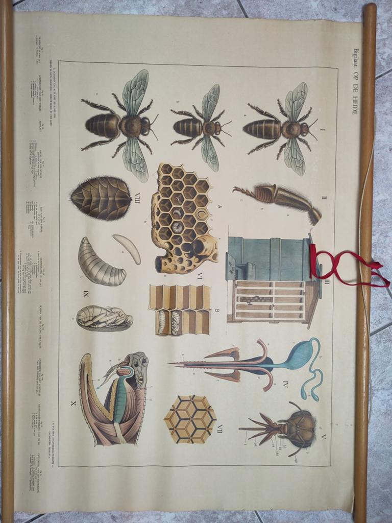 Vintage schoolplaat bijen en bijenkorf - Natuur en Biologie, Antiek en Kunst, Antiek | Schoolplaten, Ophalen of Verzenden, Natuur en Biologie
