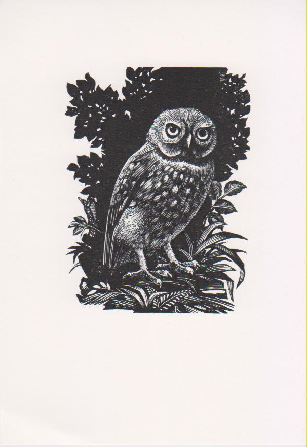 Houtgravure van Pam G. Rueter - Steenuiltje, Ophalen of Verzenden, Flora en Fauna, Gravure, 1950 - 1999