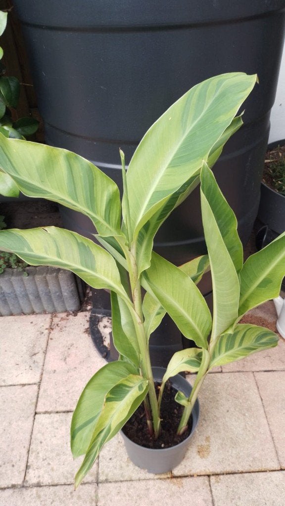 Canna Wolfsong Variegata, Volle zon, Vaste plant, Zomer, Ophalen