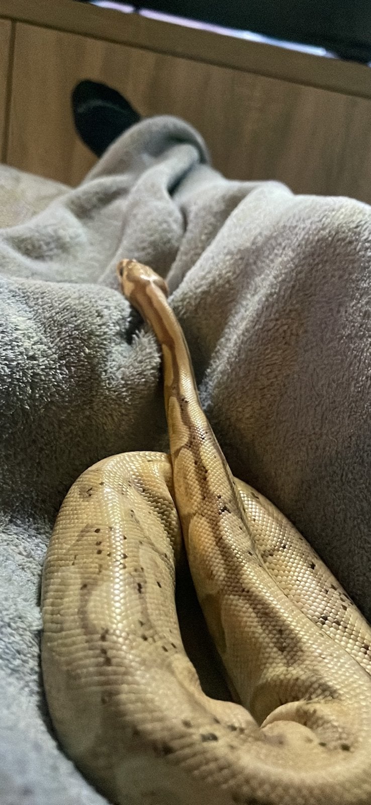 Banna morph konings python (python regius) Ball Python photo 3
