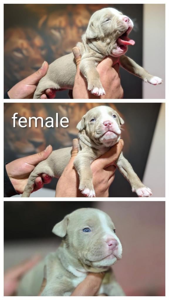 Xl bully abkc, Dieren en Toebehoren, Honden | Bulldogs, Pinschers en Molossers, 8 tot 15 weken, Parvo, Meerdere, Meerdere dieren