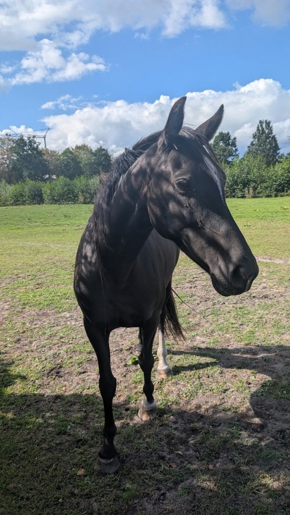 te koop Fokmerrie, Merrie, Met stamboom, Dressuurpaard, 7 tot 10 jaar