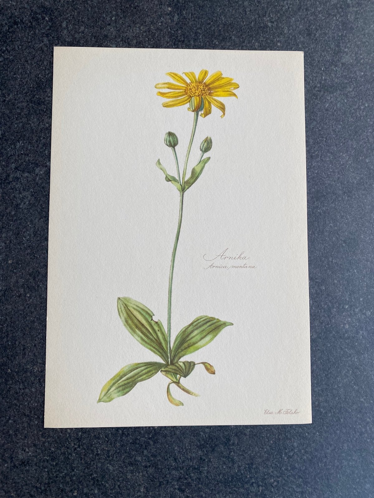 10 prenten planten/kruiden 16,5x24 samen 20 eyro oa narcis, Antiek en Kunst, Ophalen of Verzenden, Natuur en Biologie