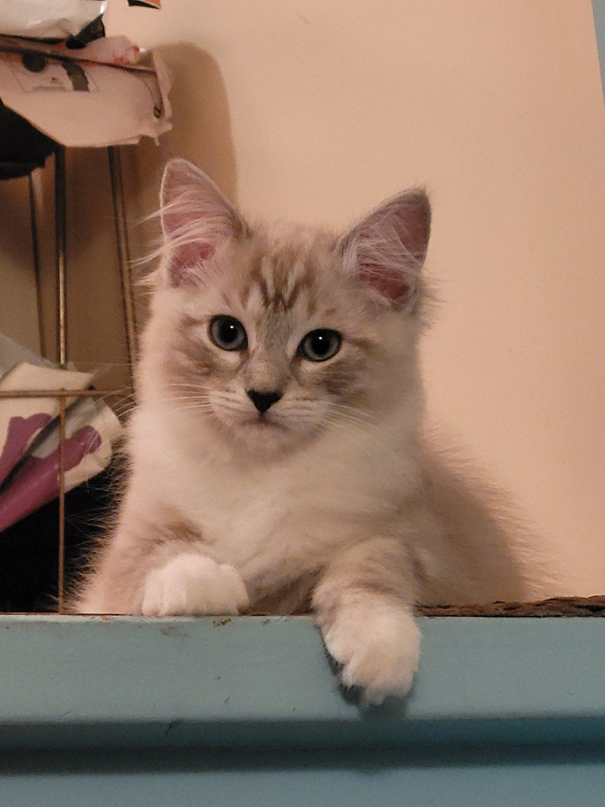 Ragdoll kittens, Meerdere dieren, Ontwormd, 0 tot 2 jaar