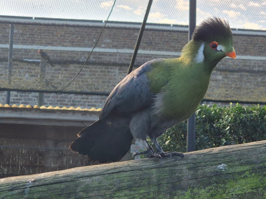 witwangtoerako, Mannelijk, Tropenvogel, Geringd