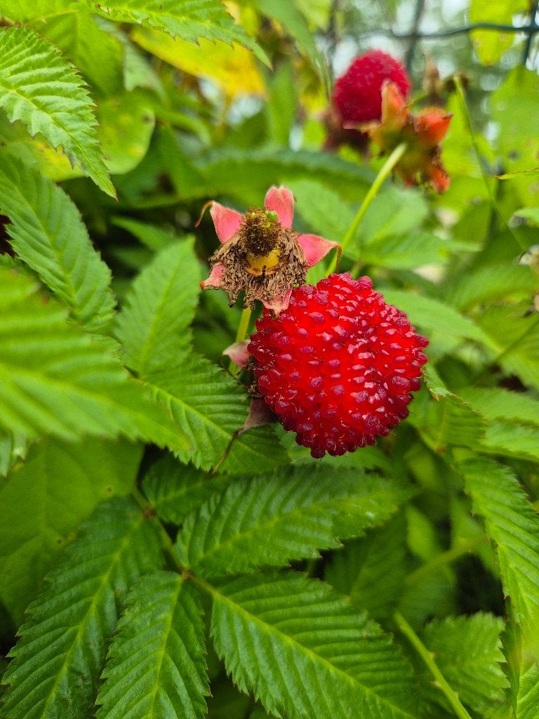 Rubus illecebrosus, aardbeiframboos, Ophalen, Vaste plant, Halfschaduw, Fruitplanten