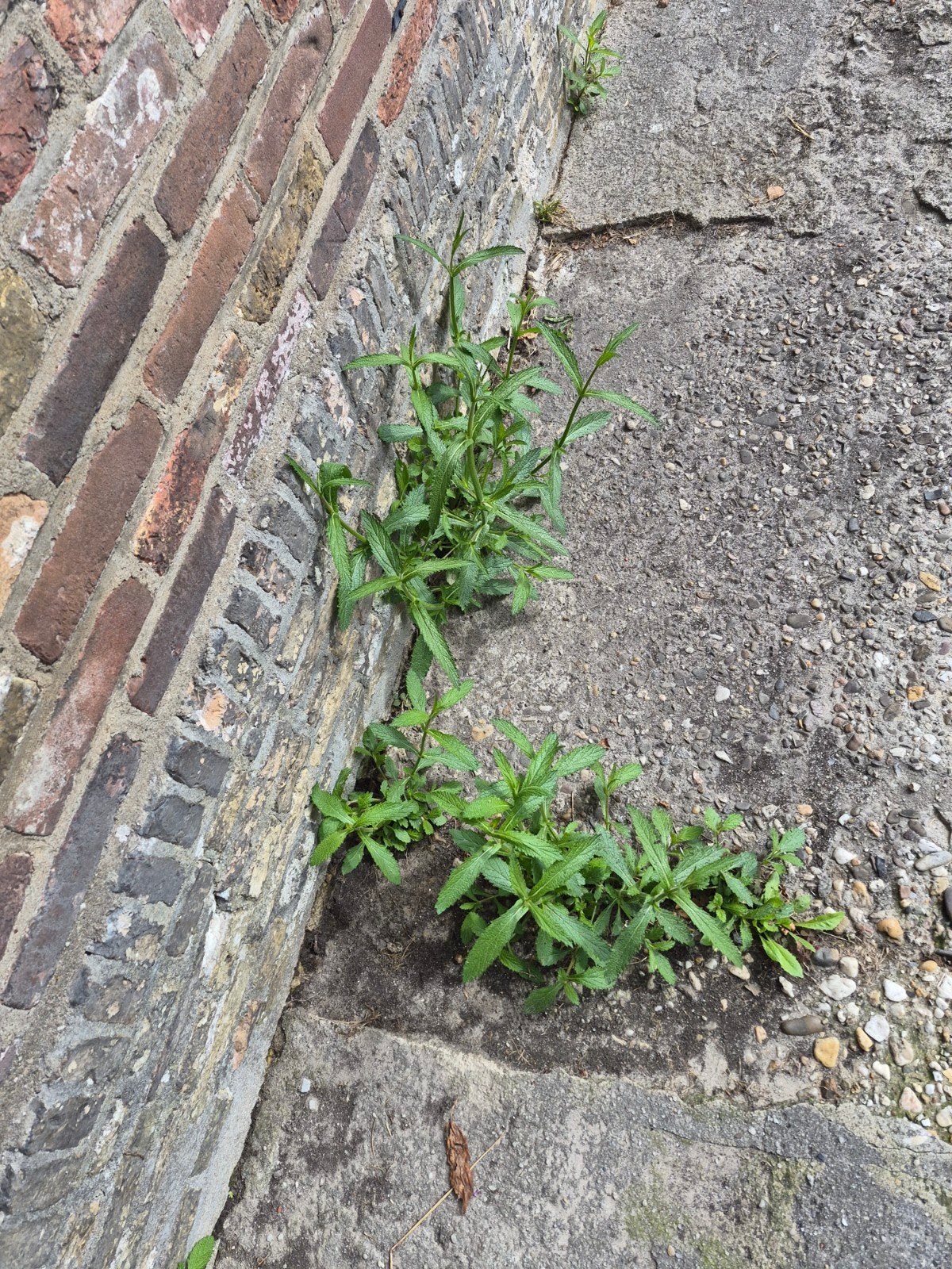 gratis vlinderstruik Verbena enz zaailingen, Tuin en Terras, Tegels en Klinkers, Ophalen