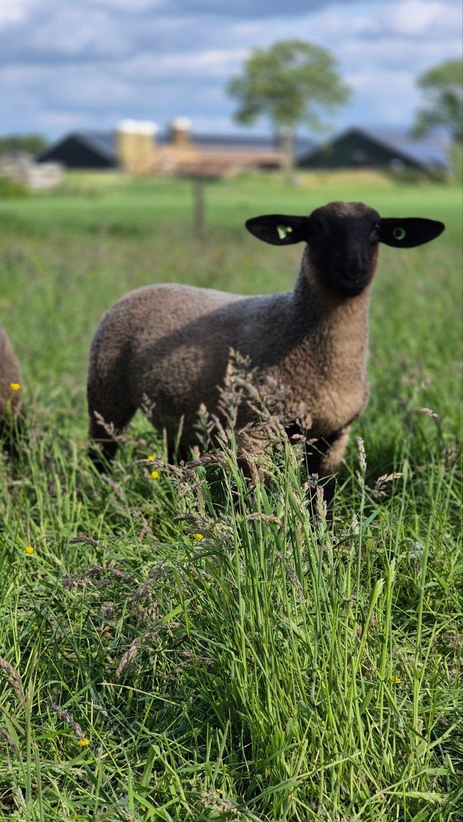 Suffolk stamboek lammeren, Dieren en Toebehoren, Schapen, Geiten en Varkens, Vrouwelijk, Schaap
