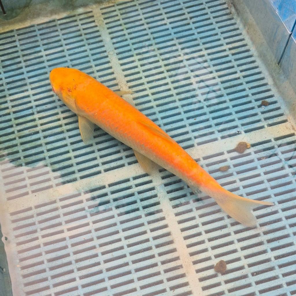 Albino graskarper, Dieren en Toebehoren, Vissen | Vijvervissen, Karper of Koi