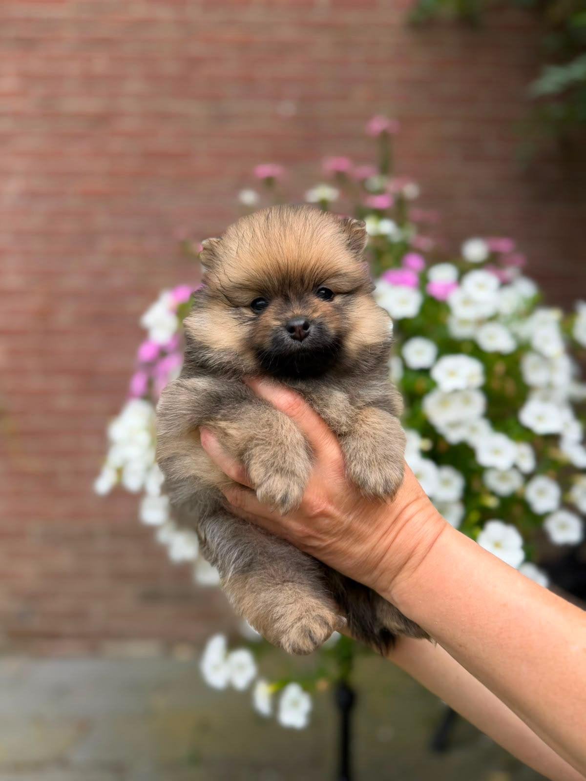 pomeriaan / pomeranian pups, Overige rassen, 8 tot 15 weken, Teef, Parvo