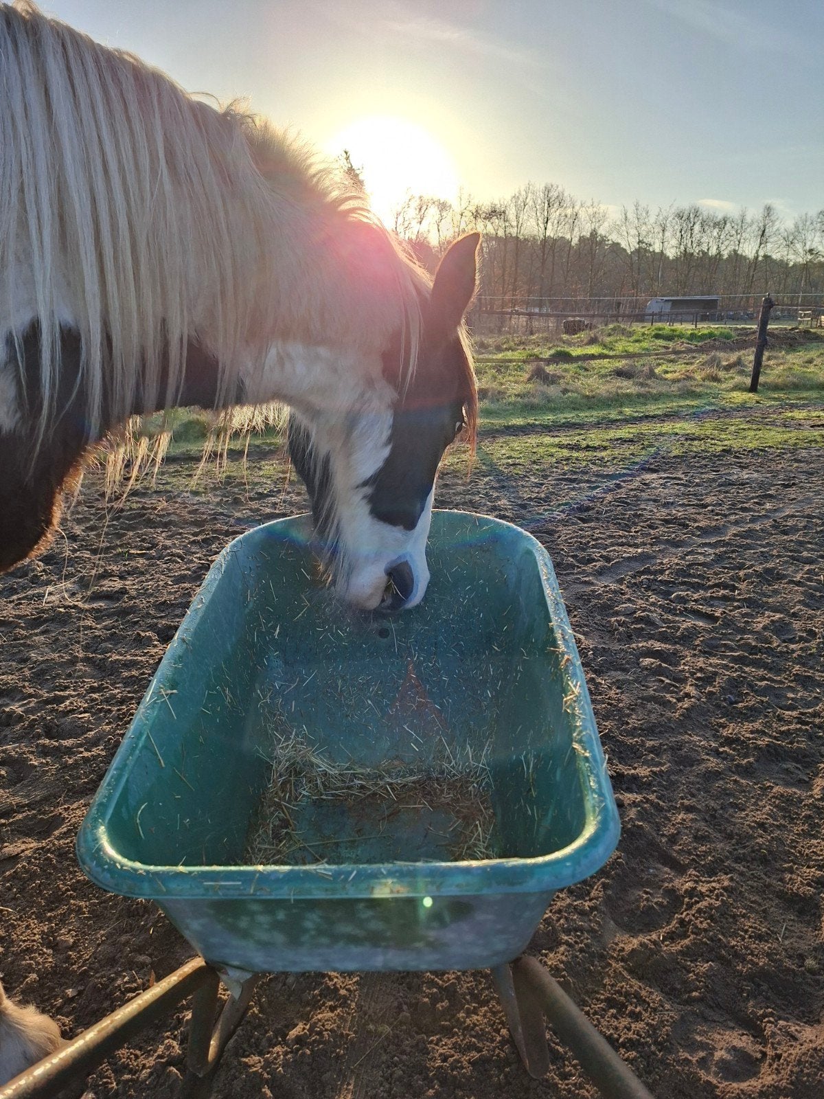 Plek beschikbaar voor 1 merrie of ruin, Dieren en Toebehoren, Weidegang, 1 paard of pony