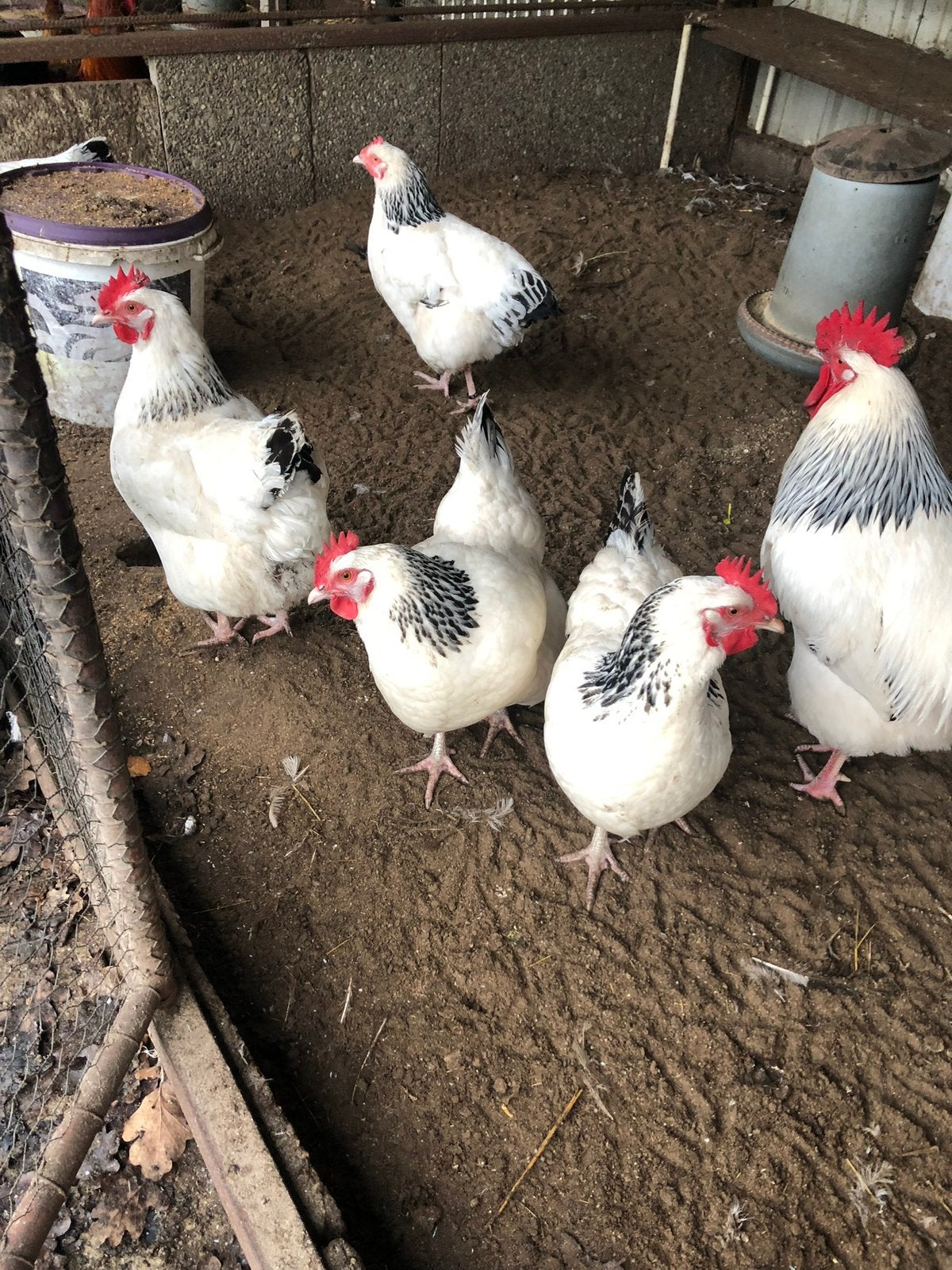 Sussex kippen, Dieren en Toebehoren, Pluimvee, Meerdere dieren, Kip