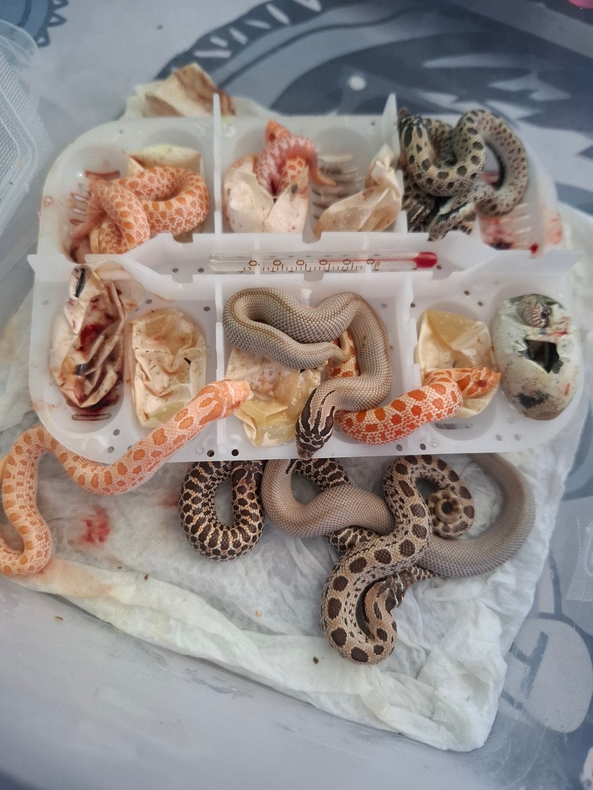 haakneus slang Hognose Snake - unknown for sale from Thomas