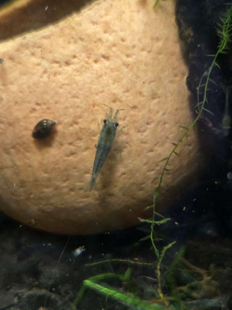 Blue Jelly Neocaridina Garnalen, Dieren en Toebehoren, Vissen | Aquariumvissen, Kreeft, Krab of Garnaal, Zoetwatervis, Schoolvis
