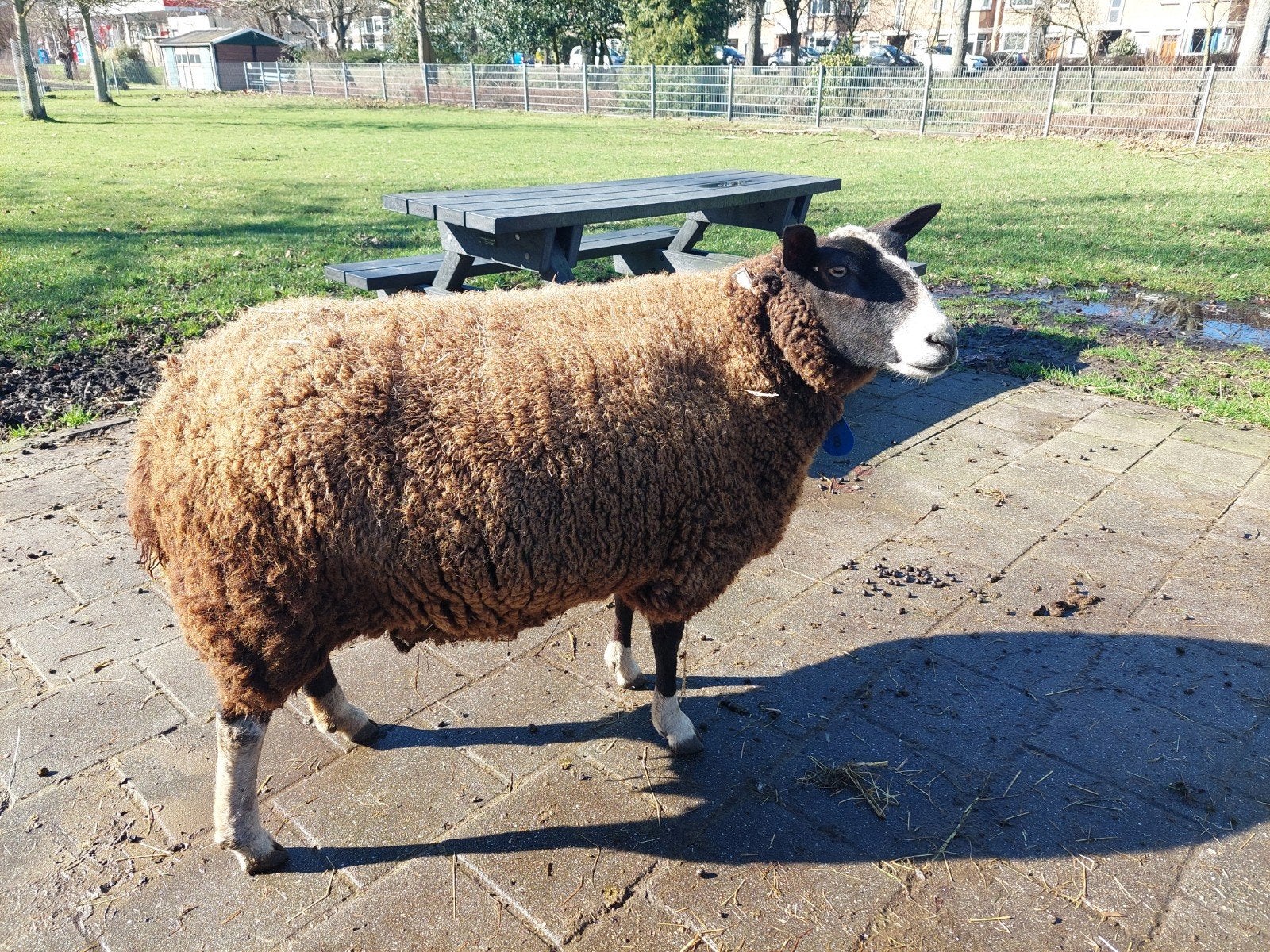 Gezocht: zwartbles dekram, Mannelijk, Schaap