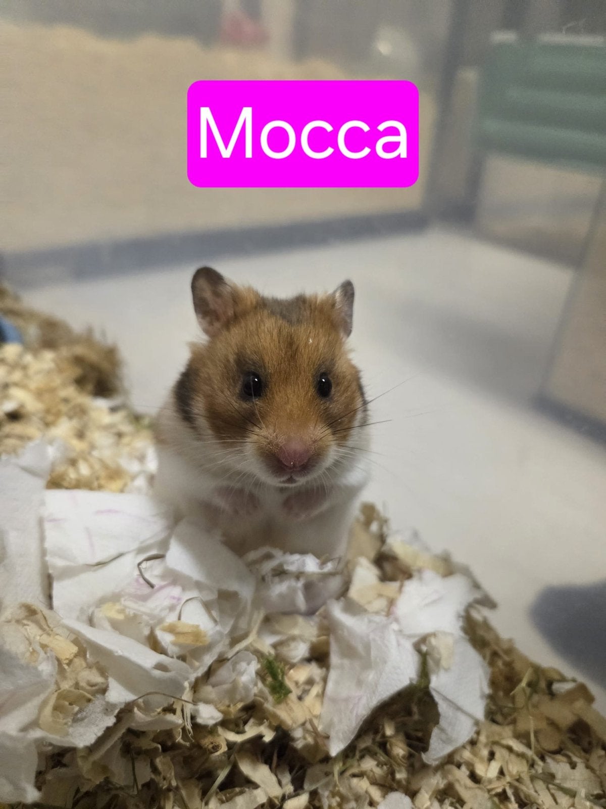 SPOED GOED HUISJE GEZOCHT, Hamster, Vrouwelijk, Mei, Tam