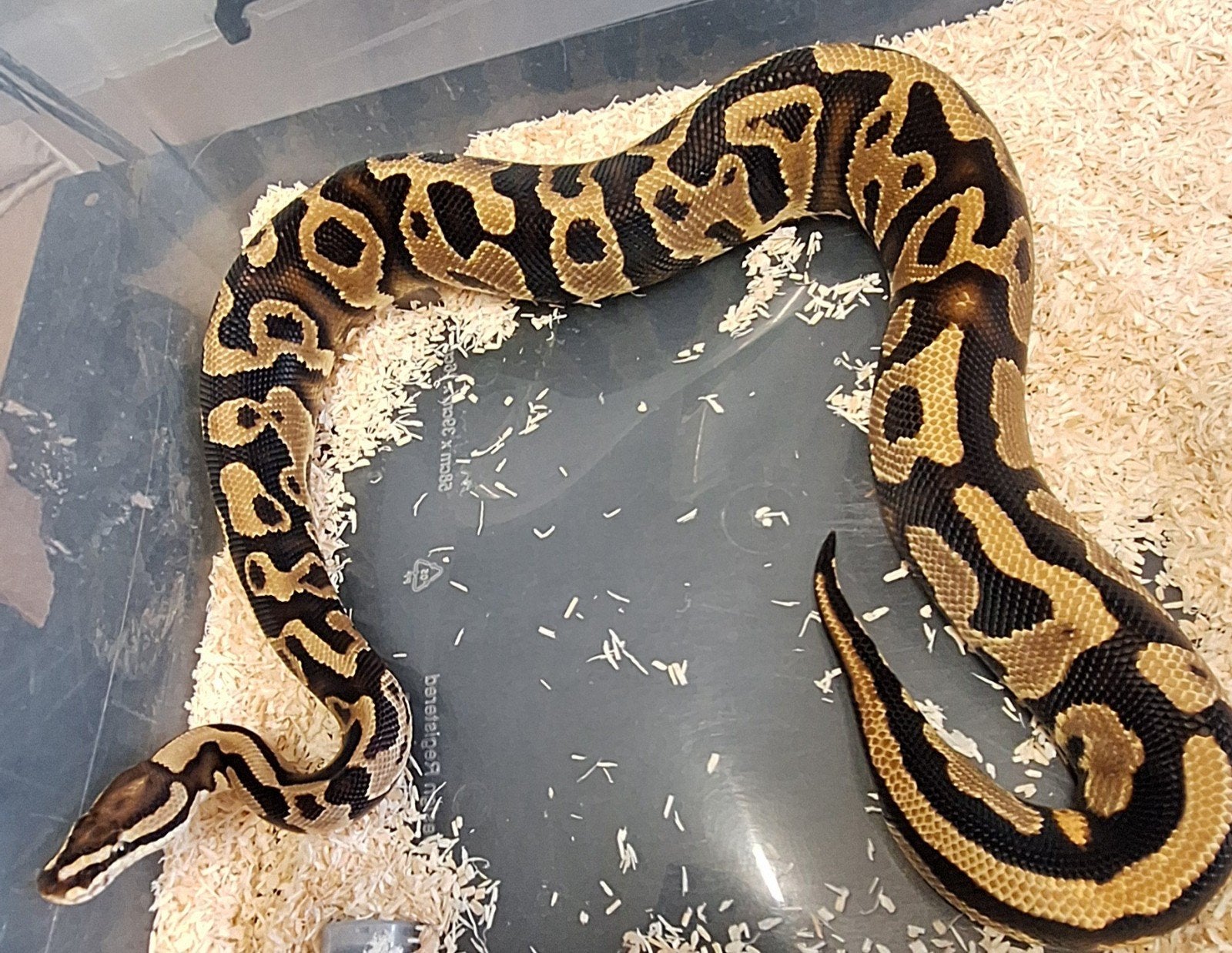 leopard yellowbelly fire DH Hypo clown, Dieren en Toebehoren, Slang, 0 tot 2 jaar