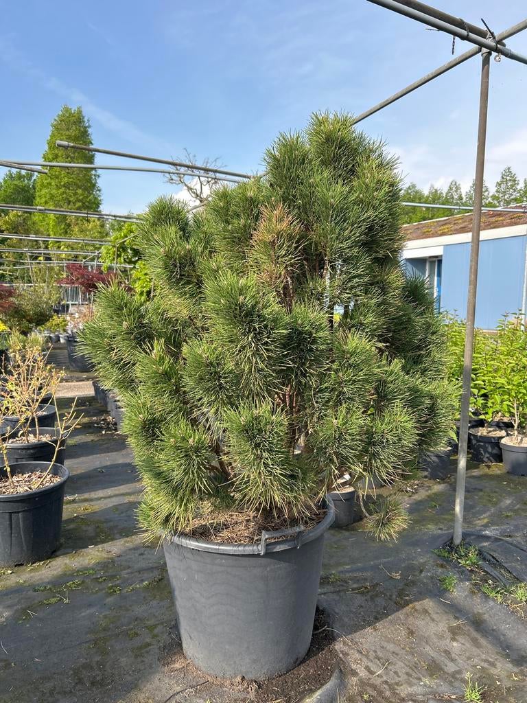 Pinus nigra 'Summer Breeze' in pot - Zwarte den, Volle zon, Vaste plant, Bloeit niet, Ophalen