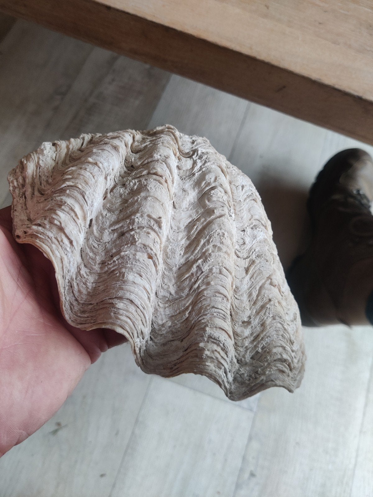 3 fraaie grote tropische schelpen, Ophalen of Verzenden, Zo goed als nieuw, Hond of Kat, Beeldje of Figuurtje
