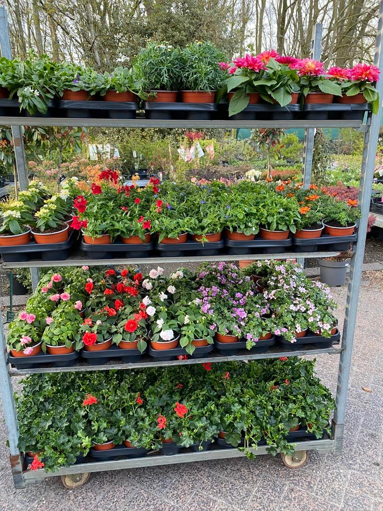 Perkgoed, zomerbloeiers, 1 jarige planten 20 voor €36, Ophalen, Eenjarig, Groenteplanten, Volle zon