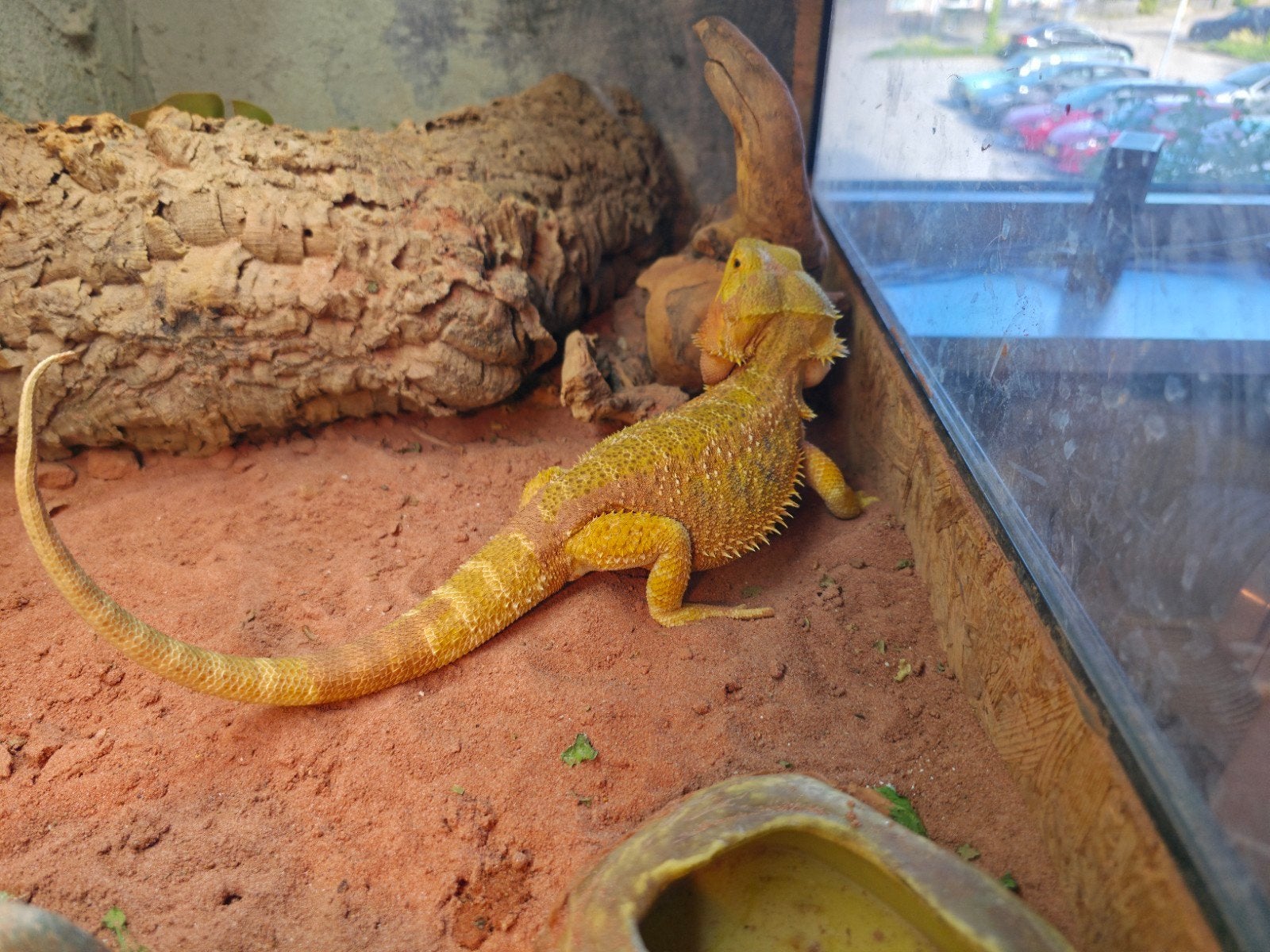 baardagaam te koop 1 jaar oud mannetje Bearded Dragon photo 3