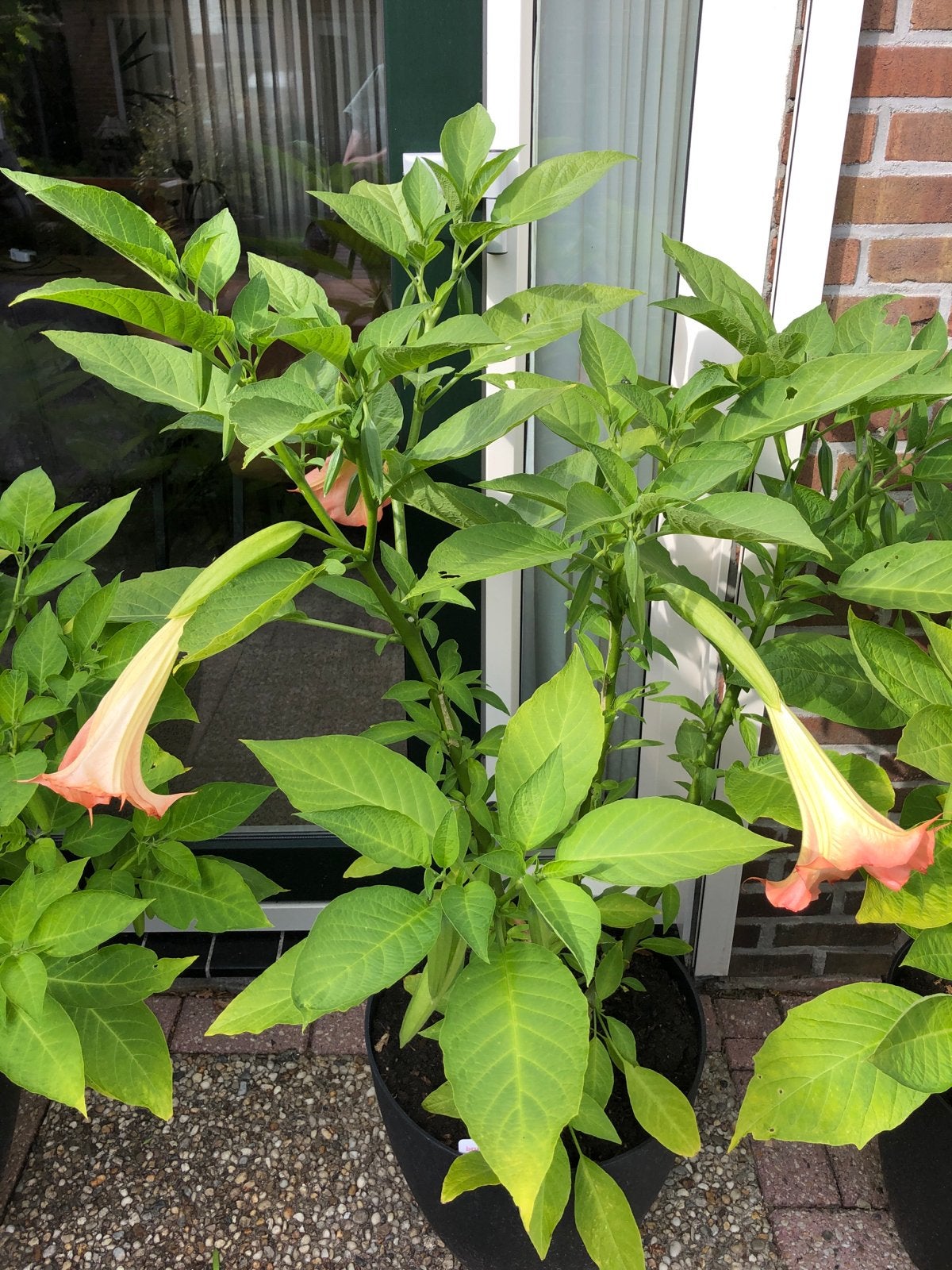 Brugmansia (Engelentrompet) plant met bloemen, Overige soorten, Volle zon, Vaste plant, Ophalen of Verzenden