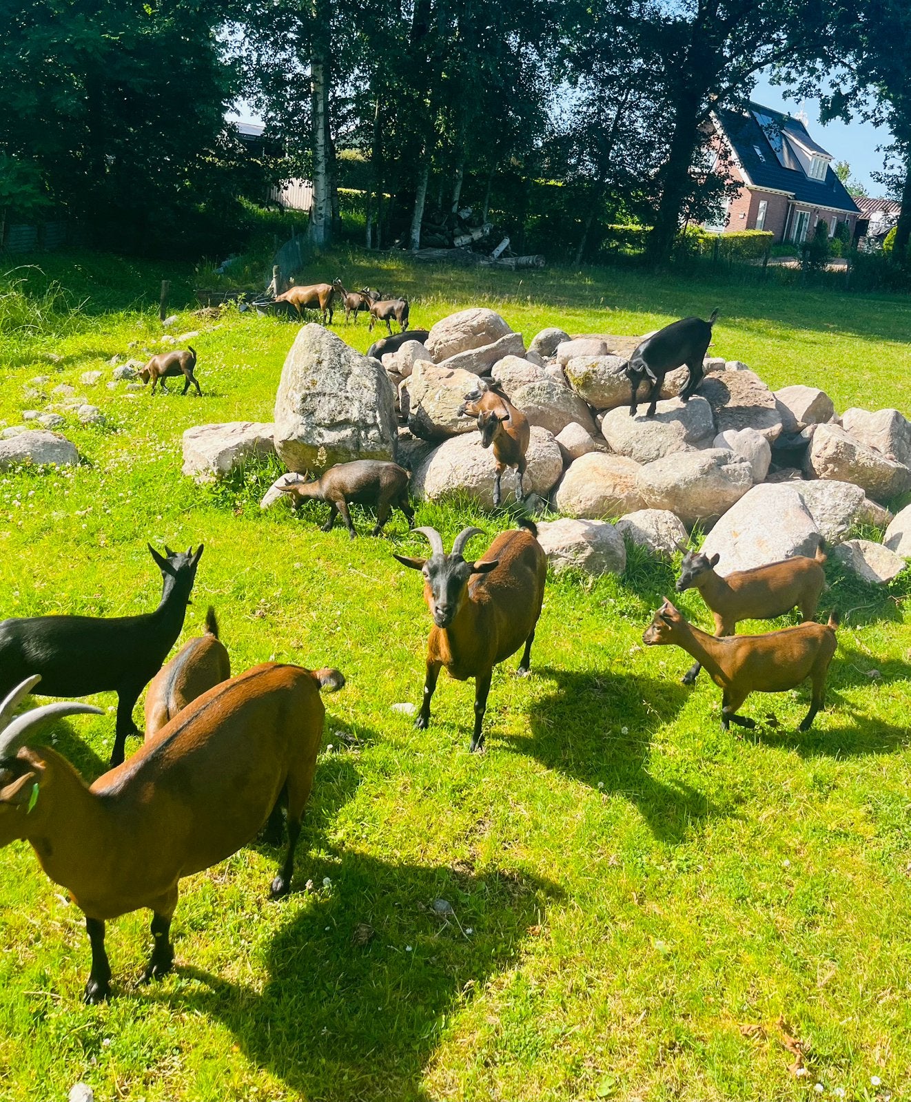 Dwerggeitjes  dwerggeit, Meerdere dieren, Geit
