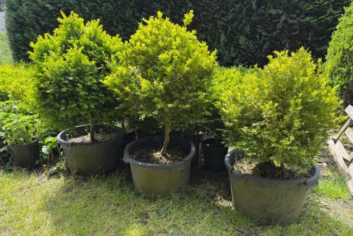 3 grote buxus planten op stam in speciekuip, Ophalen
