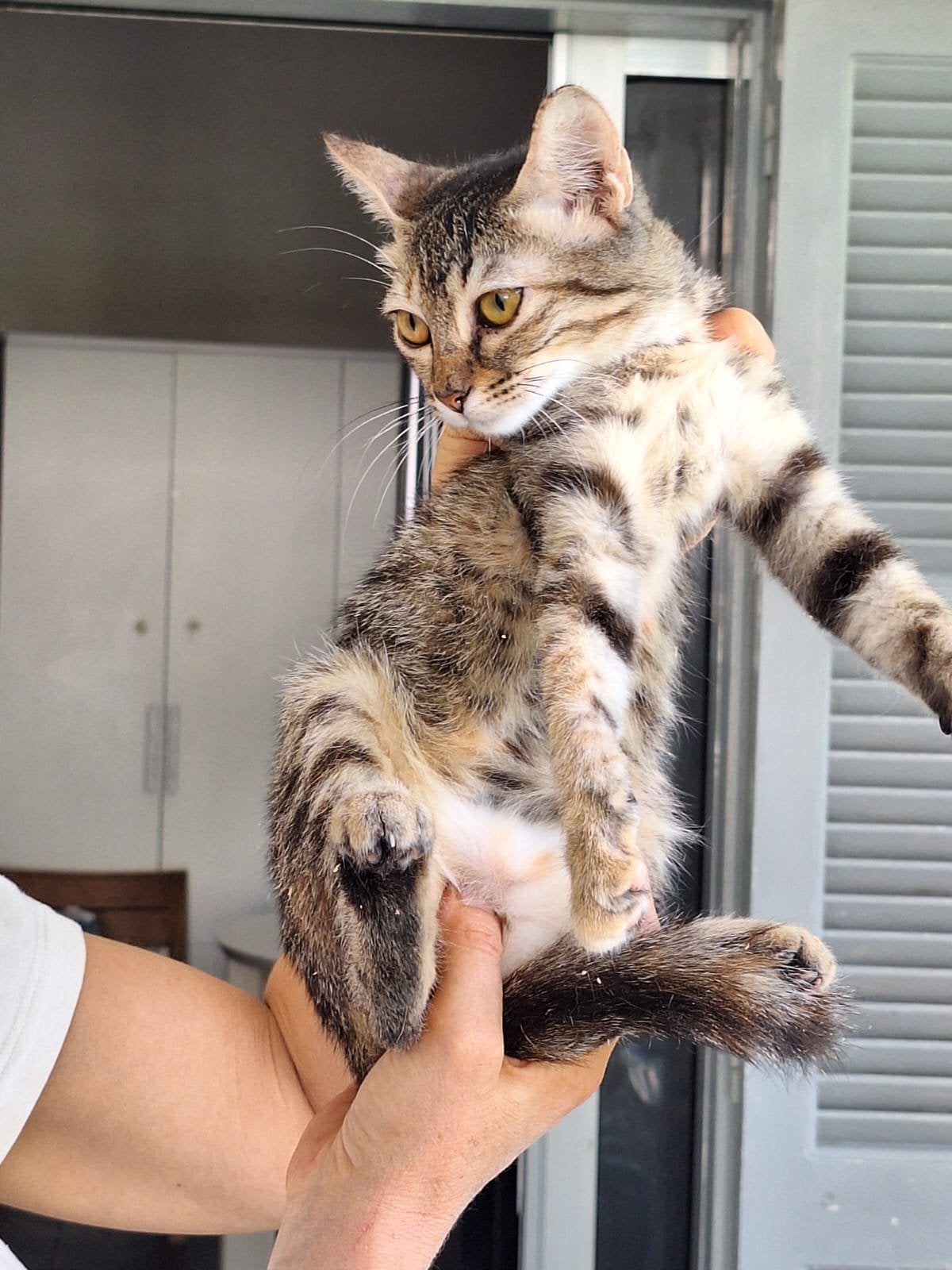 Sara 4 en halve mnd (nog op Cyprus) zoekt forever home, Poes