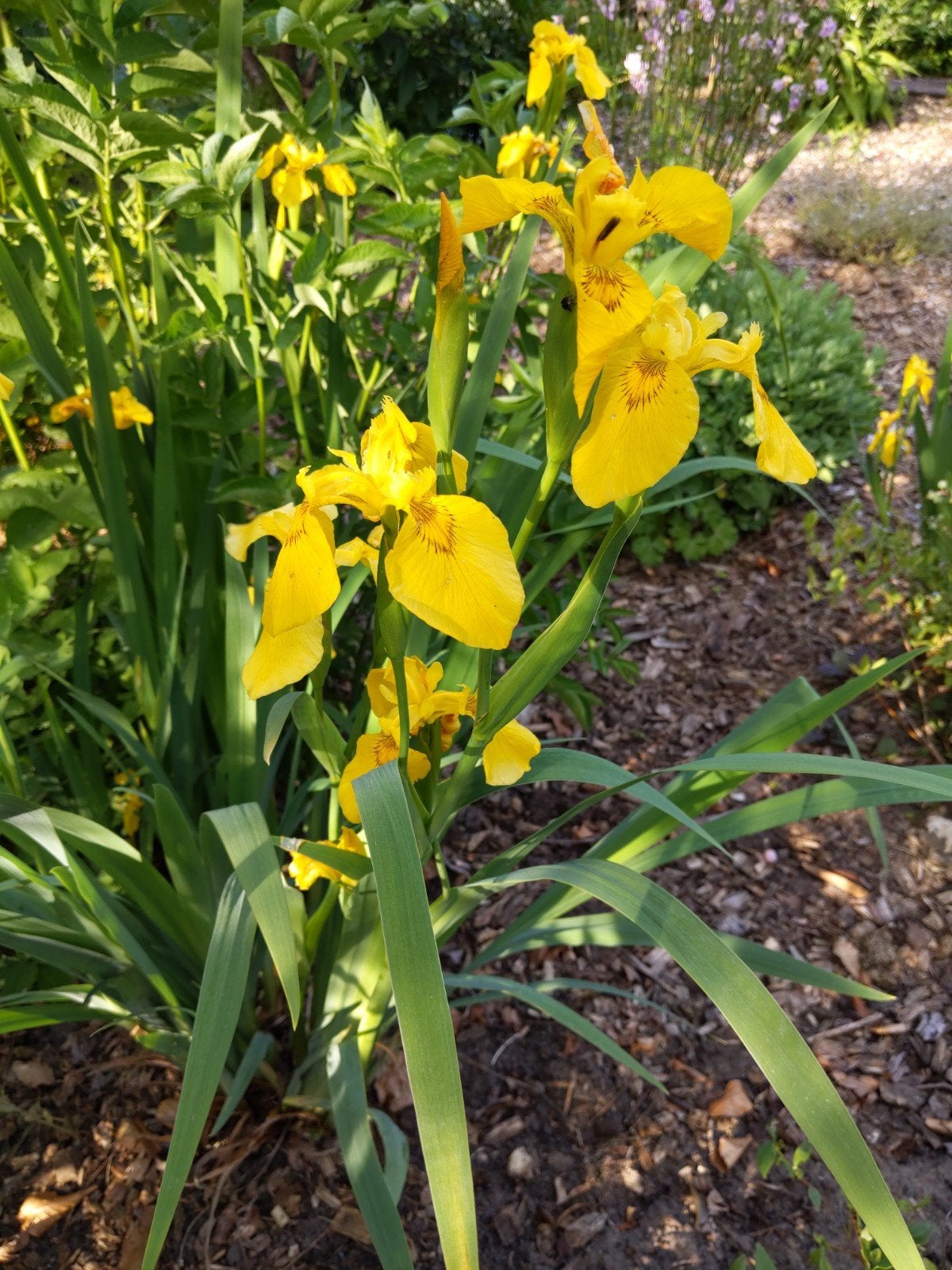 Gele iris, Tuin en Terras, Planten | Tuinplanten, Ophalen, Lente, Overige soorten, Volle zon