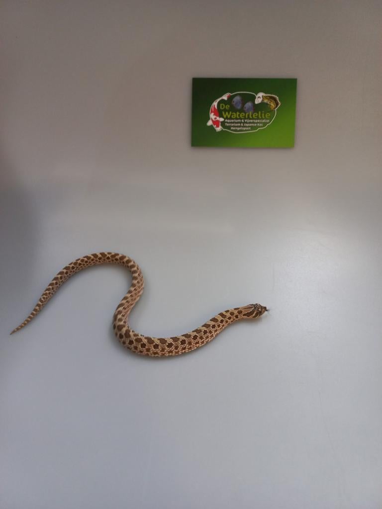 Haakneus slang Hognose Snake - unknown for sale from De Waterlelie BV