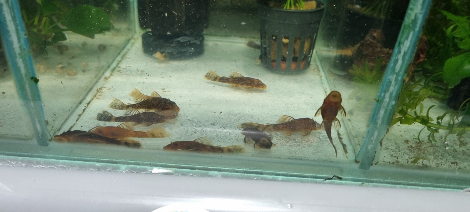 Ancistrus Dolichopterus oranje/zwart (Eigen kweek), Vis