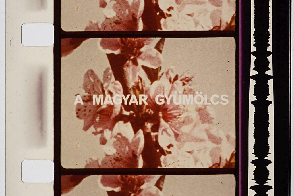“Magyar Gyümolcs” (Orosz) Hongaarse 16 mm film, Ophalen of Verzenden, 16mm film