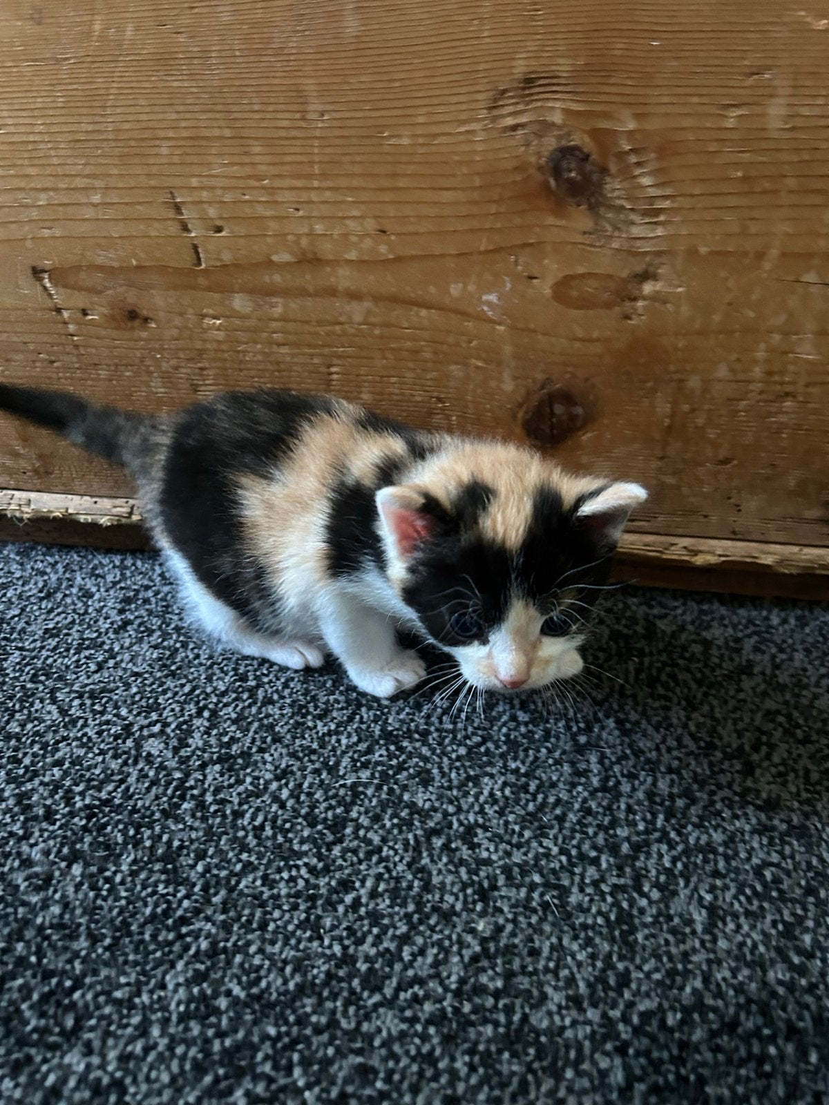 Lieve kittens
