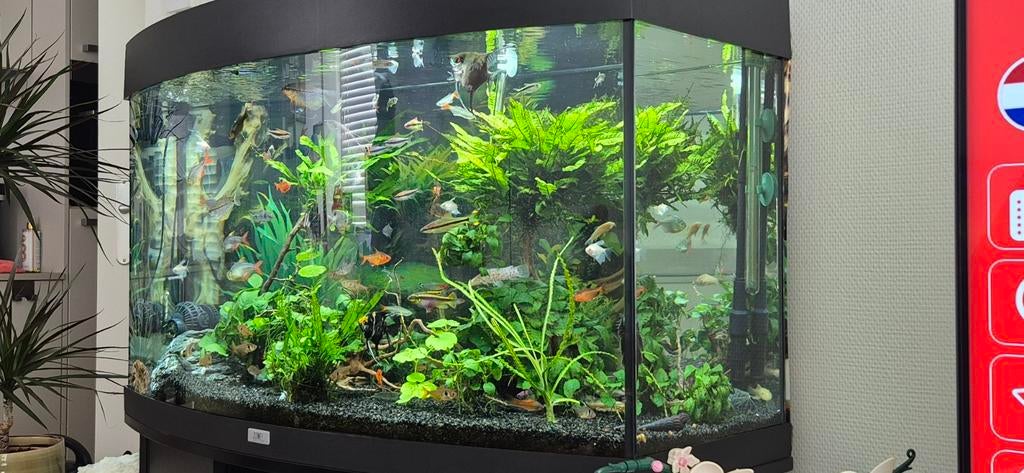 Juwel vision 180, Ophalen, Inclusief vissen, Juwel, Gevuld zoetwateraquarium