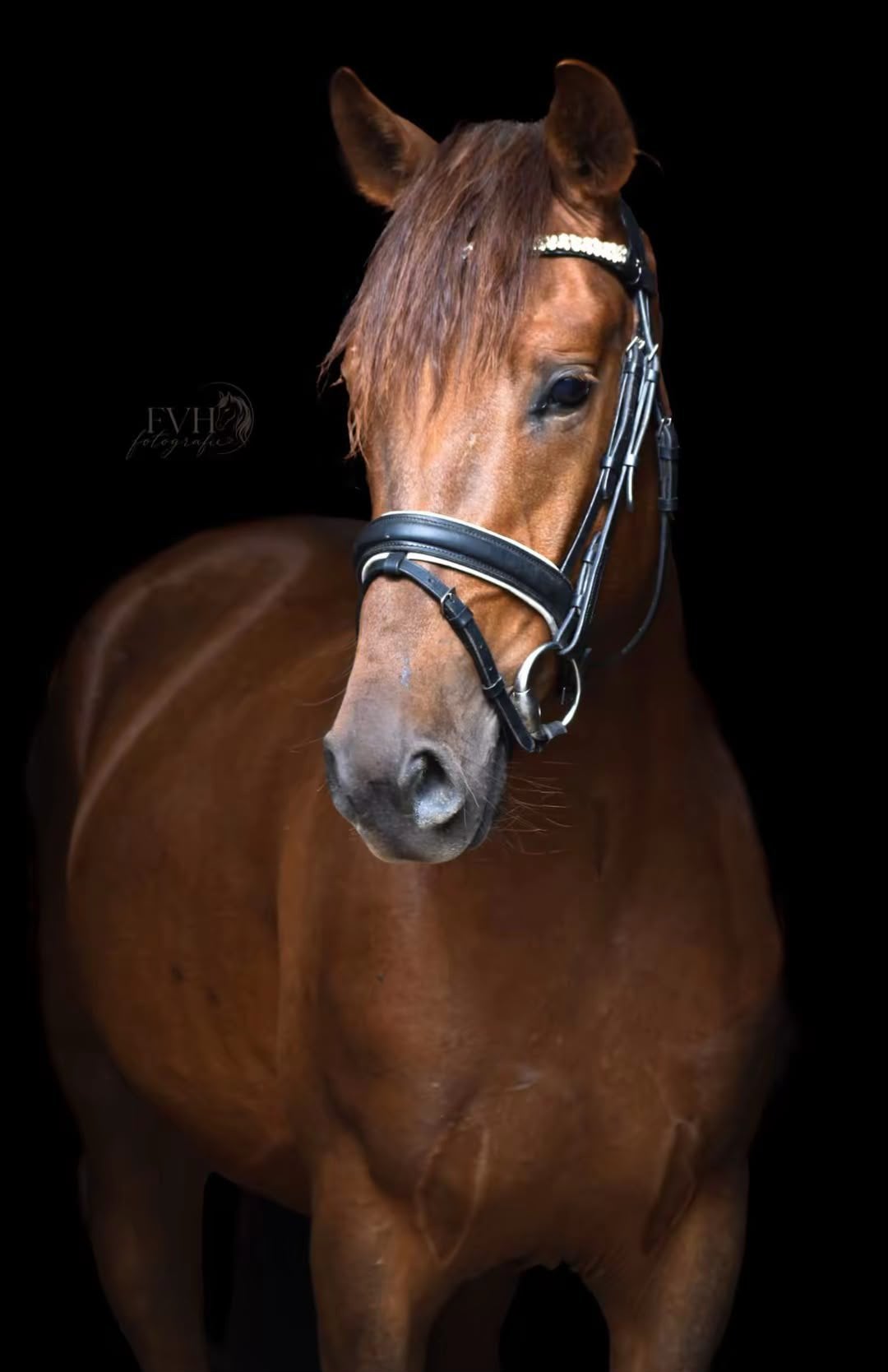 Diverse pony’s (veel Connemara), Ruin, 3 tot 6 jaar