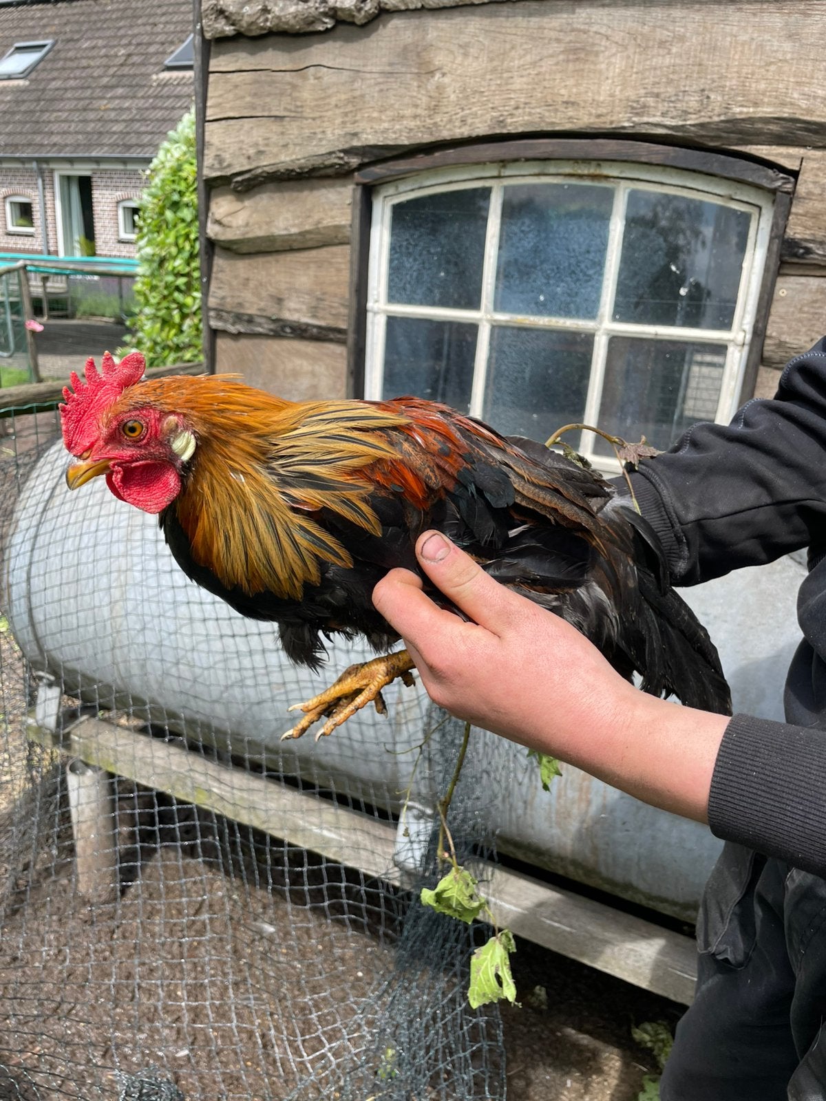 Leghorn patrijs haantje, Mannelijk, Kip