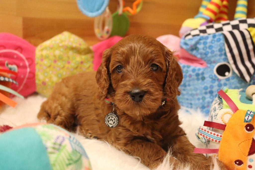 Prachtige MINI Australian labradoodle pups, Nederland, Parvo, Overige rassen, 8 tot 15 weken