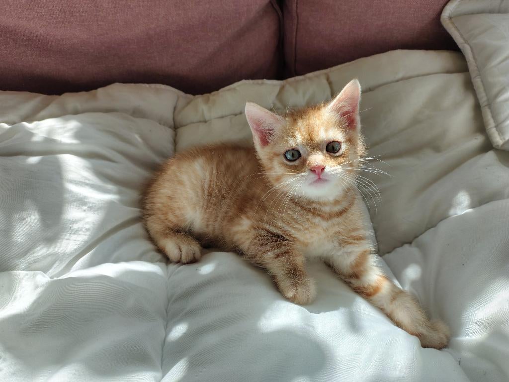 Kittens, 2 mannetjes en 1 vrouwtje., Dieren en Toebehoren, Katten en Kittens | Overige Katten, Meerdere dieren, Kortharig, 0 tot 2 jaar