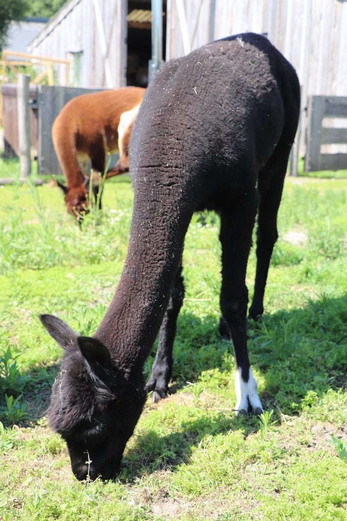 Alpaca dekhengst te koop 3 jaar, Dieren en Toebehoren, Overige Dieren, Oktober, Mannelijk