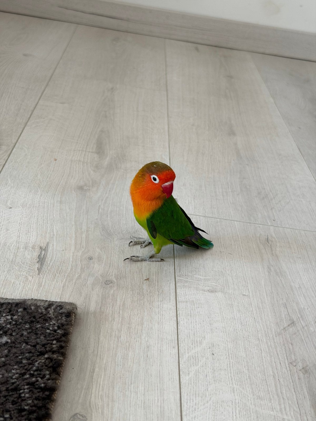 Agapornis (dwergpapegaai), Dieren en Toebehoren, Vogels | Parkieten en Papegaaien, Geslacht onbekend, Dwergpapegaai of Agapornis