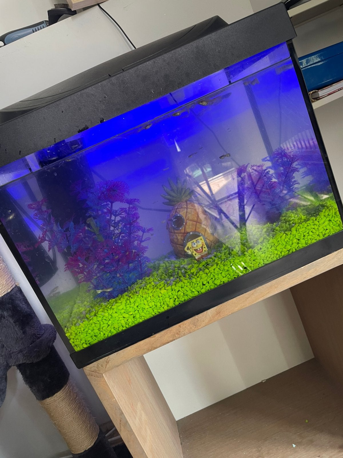 Tetra aquarium, Ophalen, Gebruikt, Gevuld zoetwateraquarium, Tetra