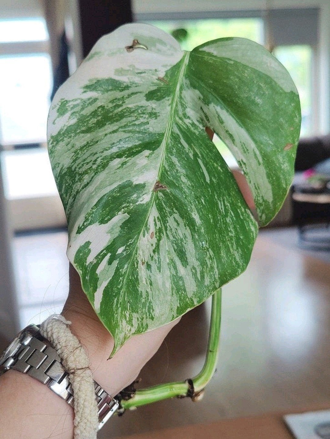 Monstera variegata stek, Huis en Inrichting, Kamerplanten, Ophalen, Halfschaduw, Minder dan 100 cm